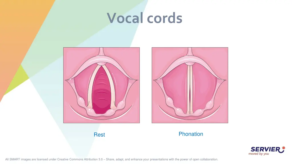 vocal cords