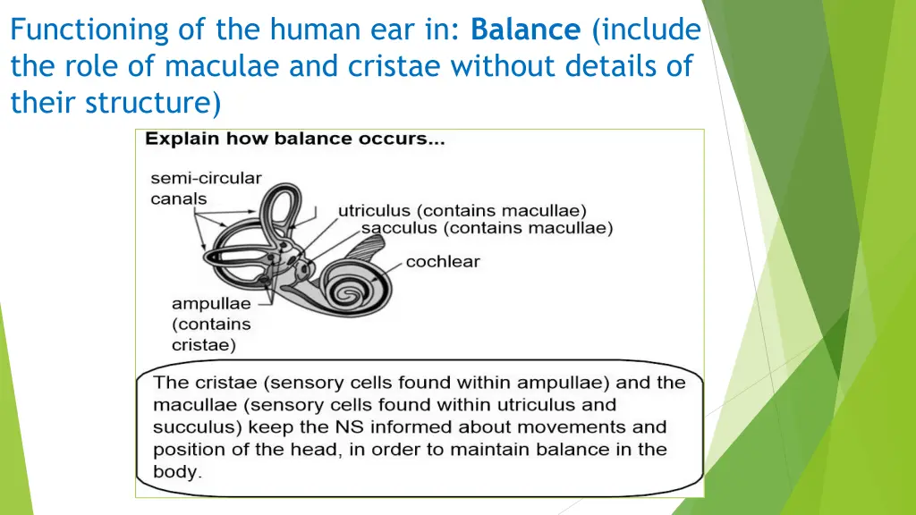 functioning of the human ear in balance include