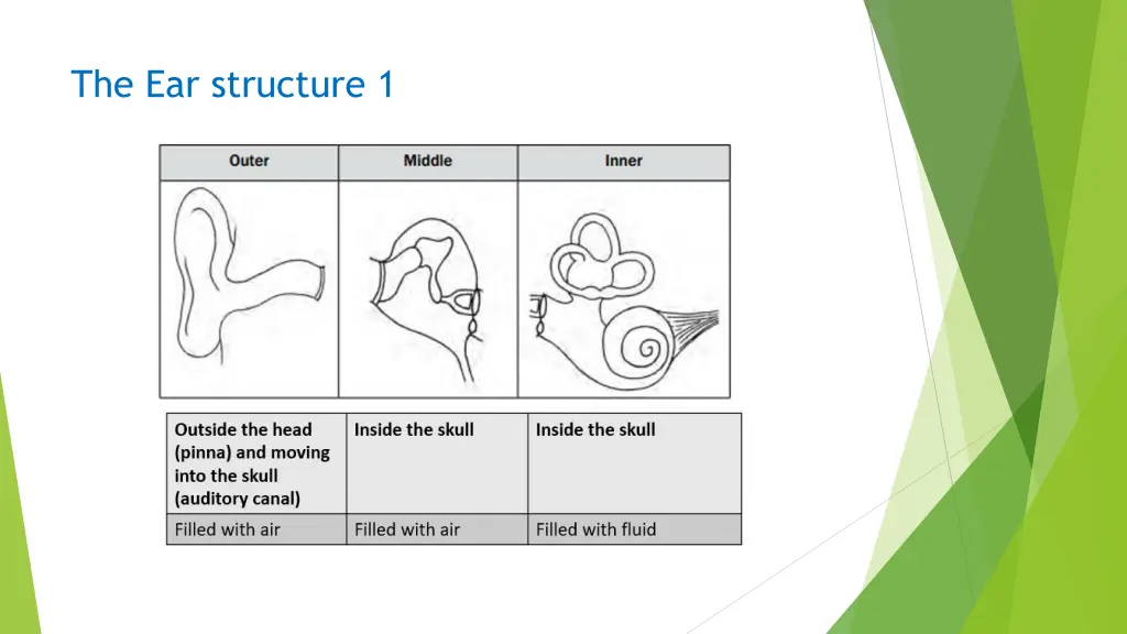 the ear structure 1