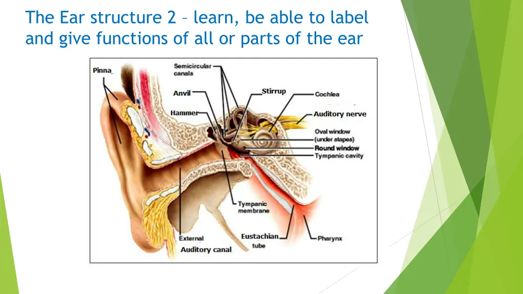 the ear structure 2 learn be able to label