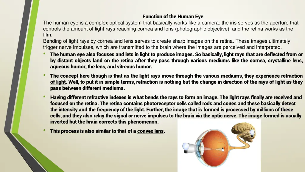 function of the human eye