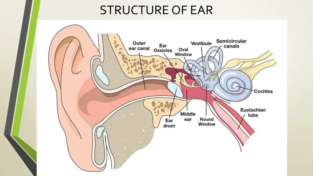 structure of ear