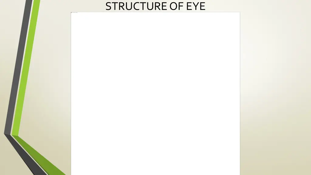 structure of eye