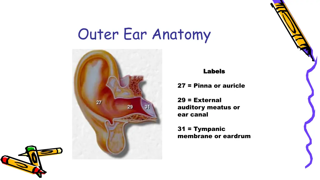 outer ear anatomy