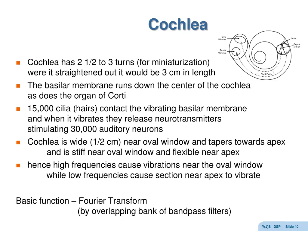 cochlea