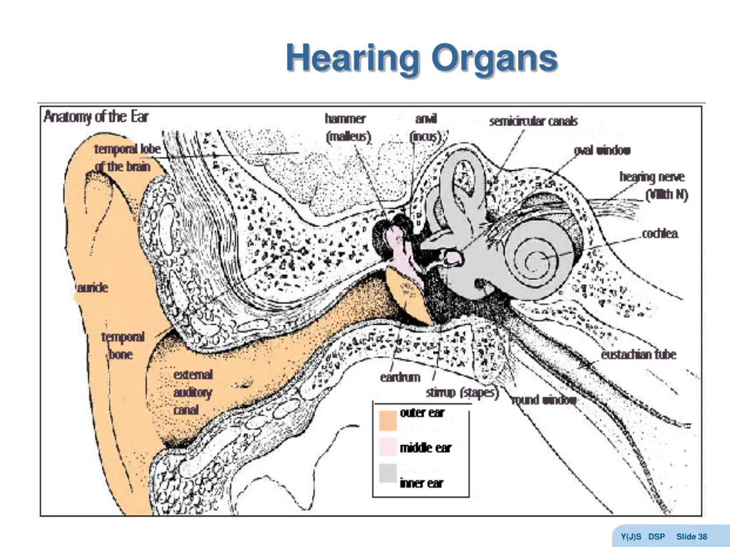 hearing organs