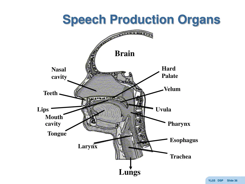 speech production organs