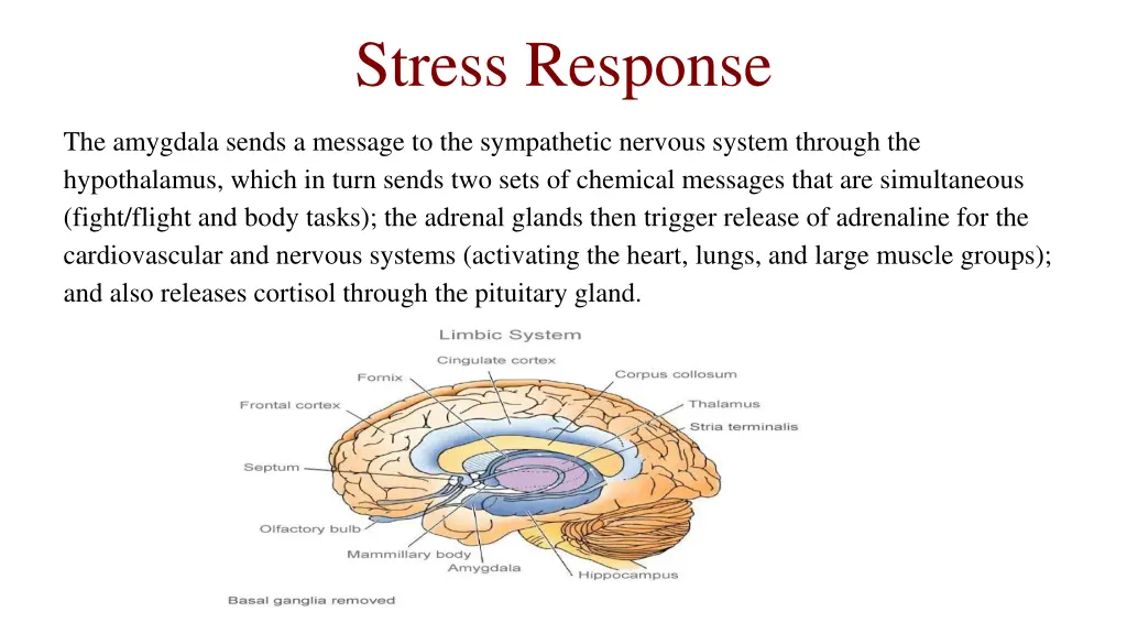 stress response