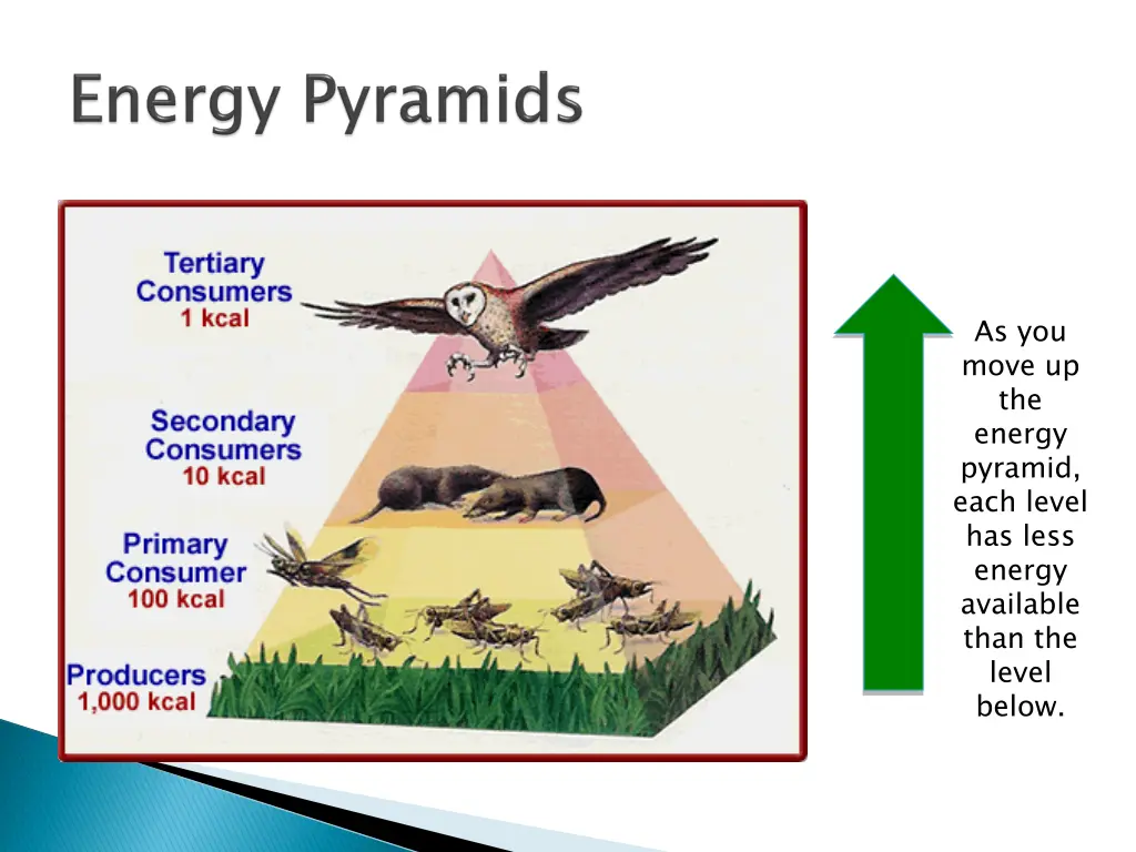 as you move up the energy pyramid each level