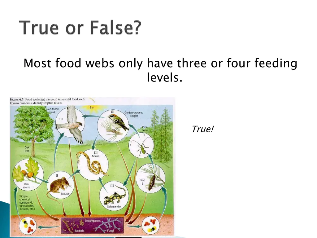 most food webs only have three or four feeding