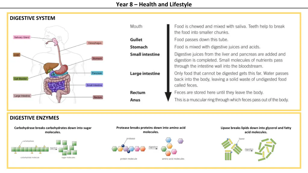 year 8 health and lifestyle 1