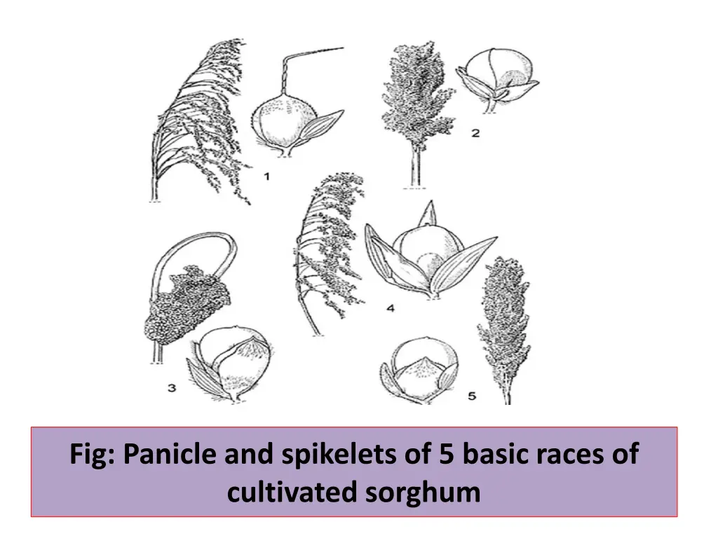 fig panicle and spikelets of 5 basic races