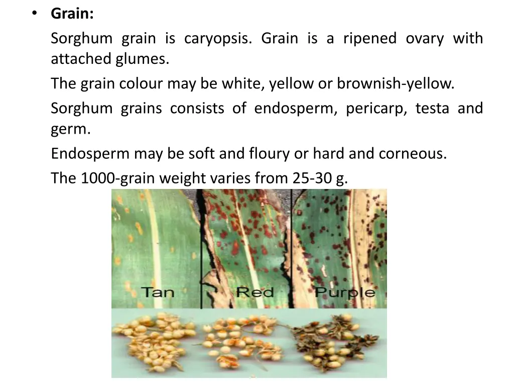 grain sorghum grain is caryopsis grain