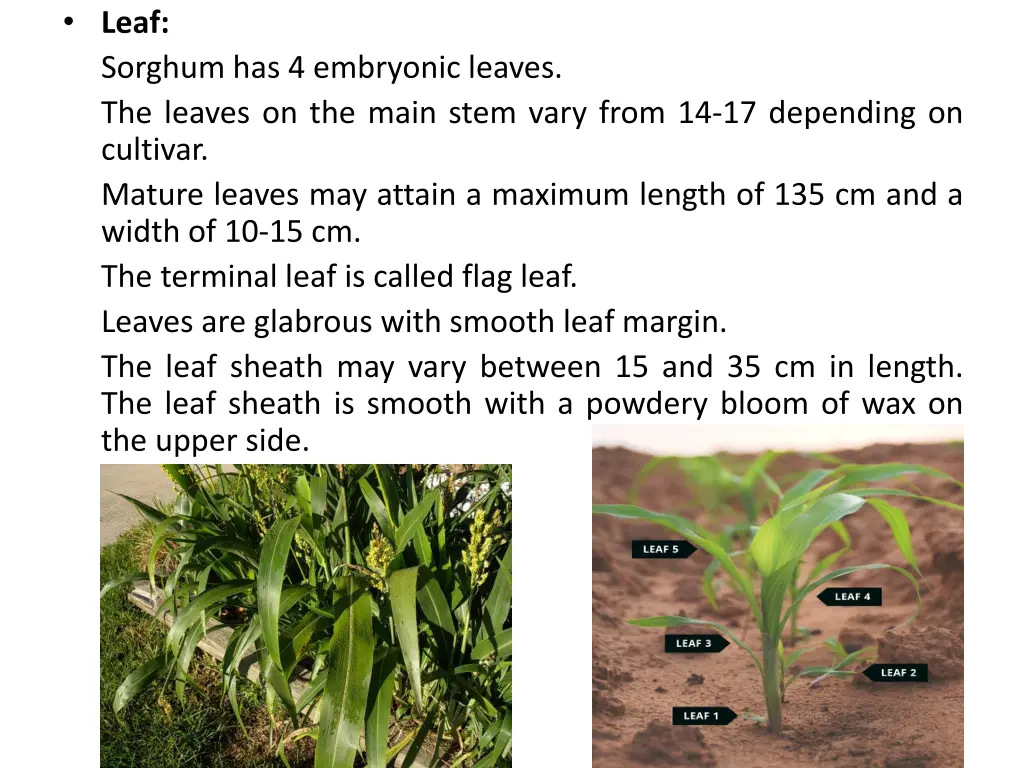 leaf sorghum has 4 embryonic leaves the leaves