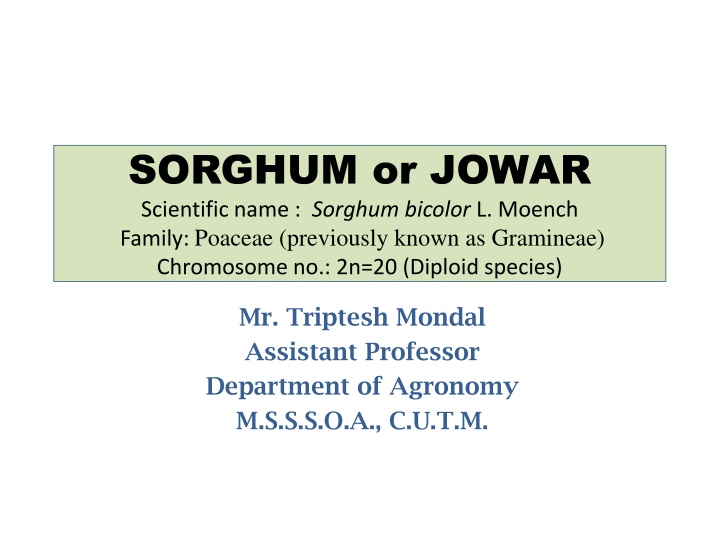 sorghum or jowar scientific name sorghum bicolor