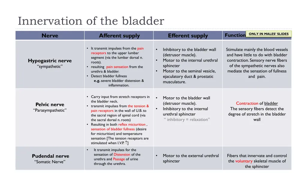 innervation of the bladder