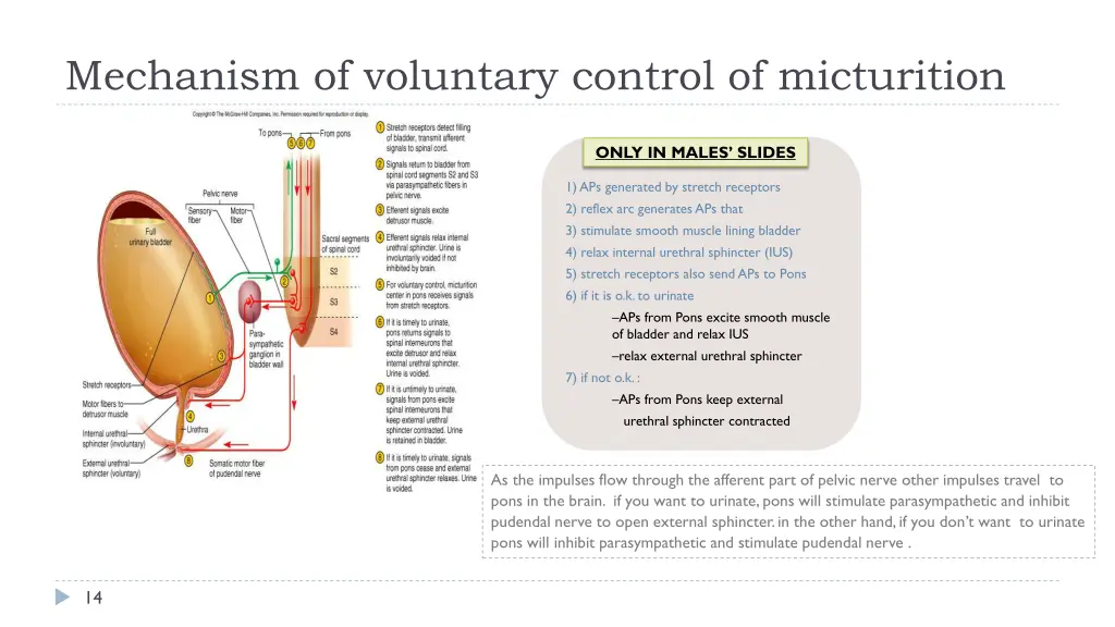 mechanism of voluntary control of micturition 1