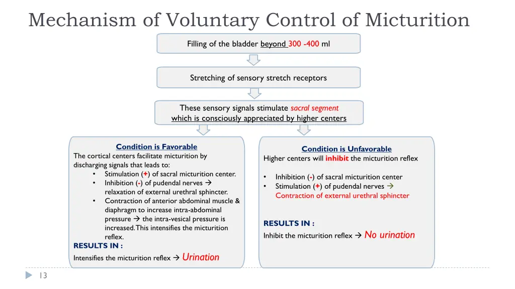 mechanism of voluntary control of micturition