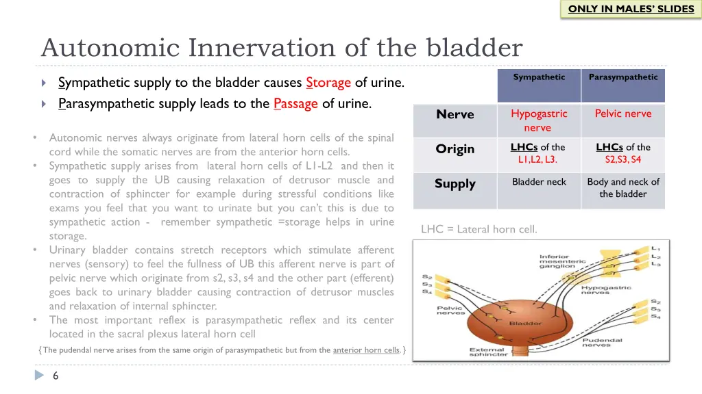 only in males slides 1