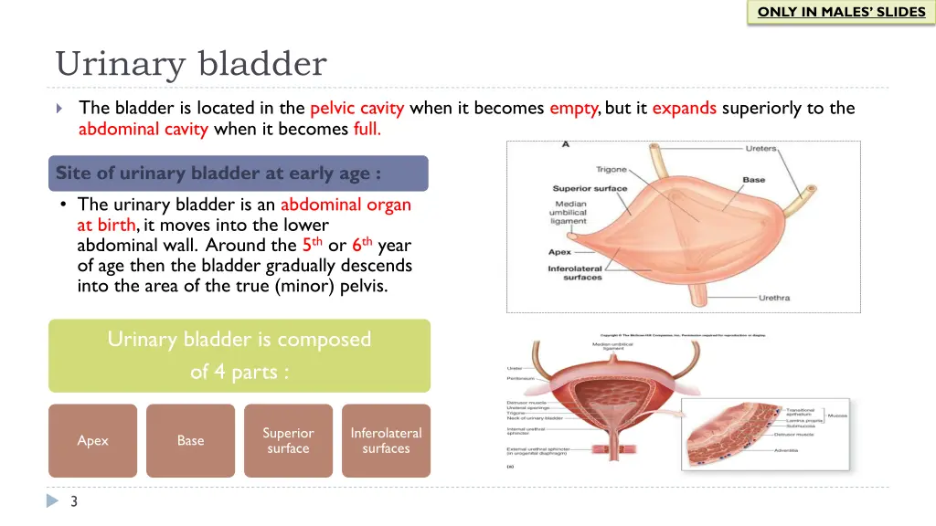 only in males slides