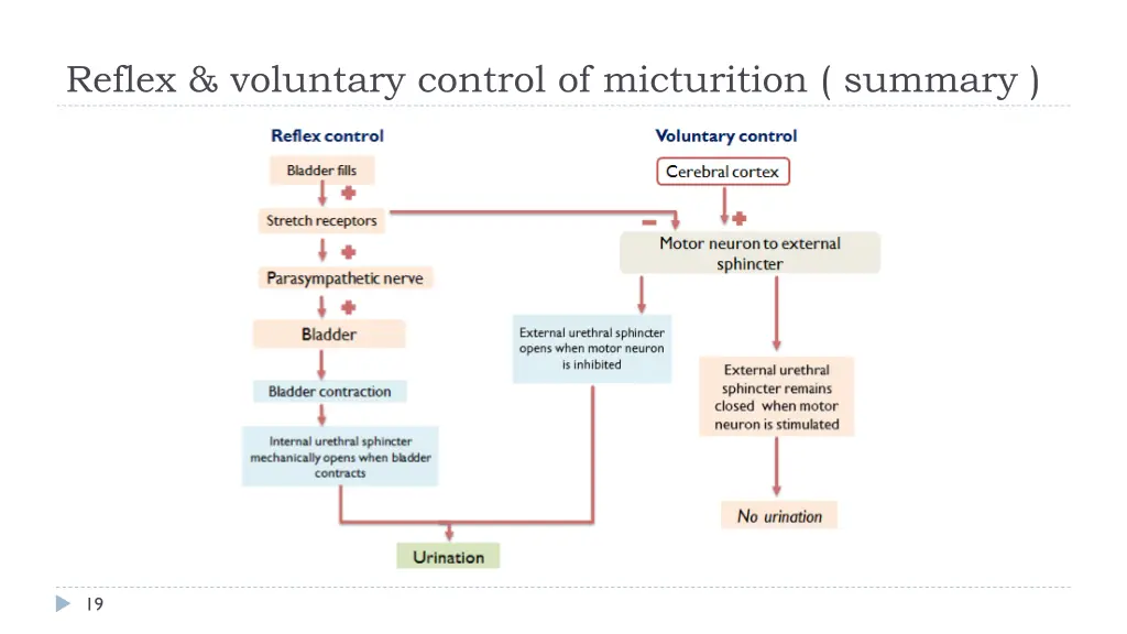 reflex voluntary control of micturition summary