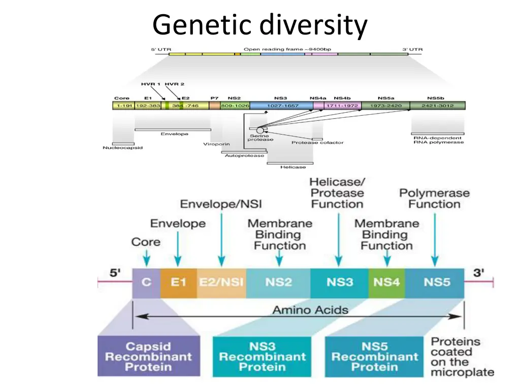 genetic diversity