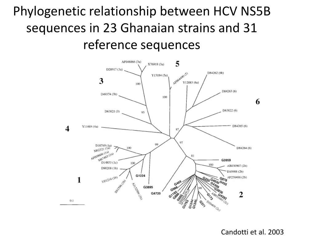 phylogenetic relationship between hcv ns5b