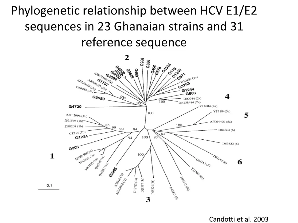 phylogenetic relationship between