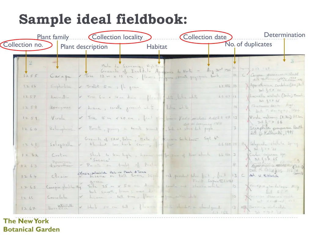 sample ideal fieldbook