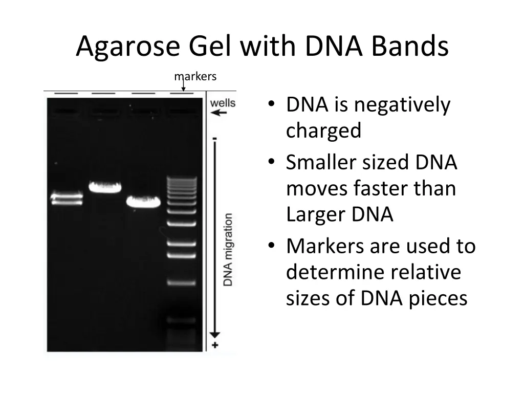 agarose gel with dna bands