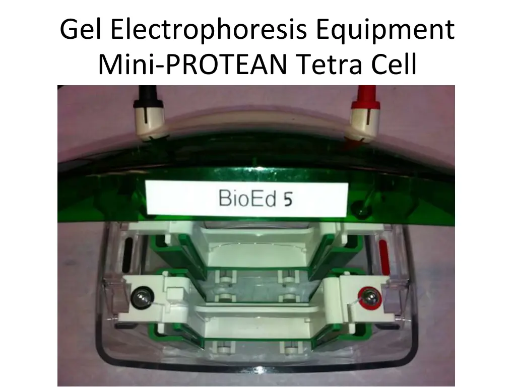 gel electrophoresis equipment mini protean tetra