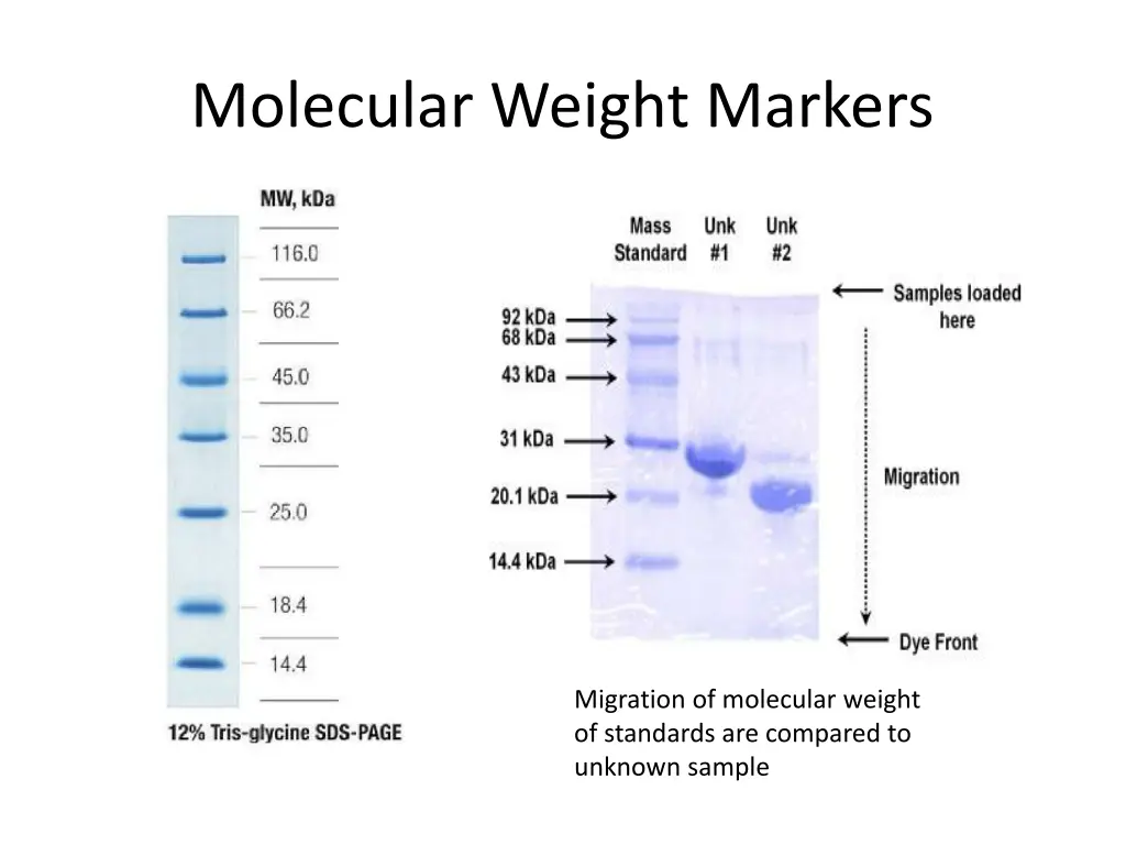 molecular weight markers