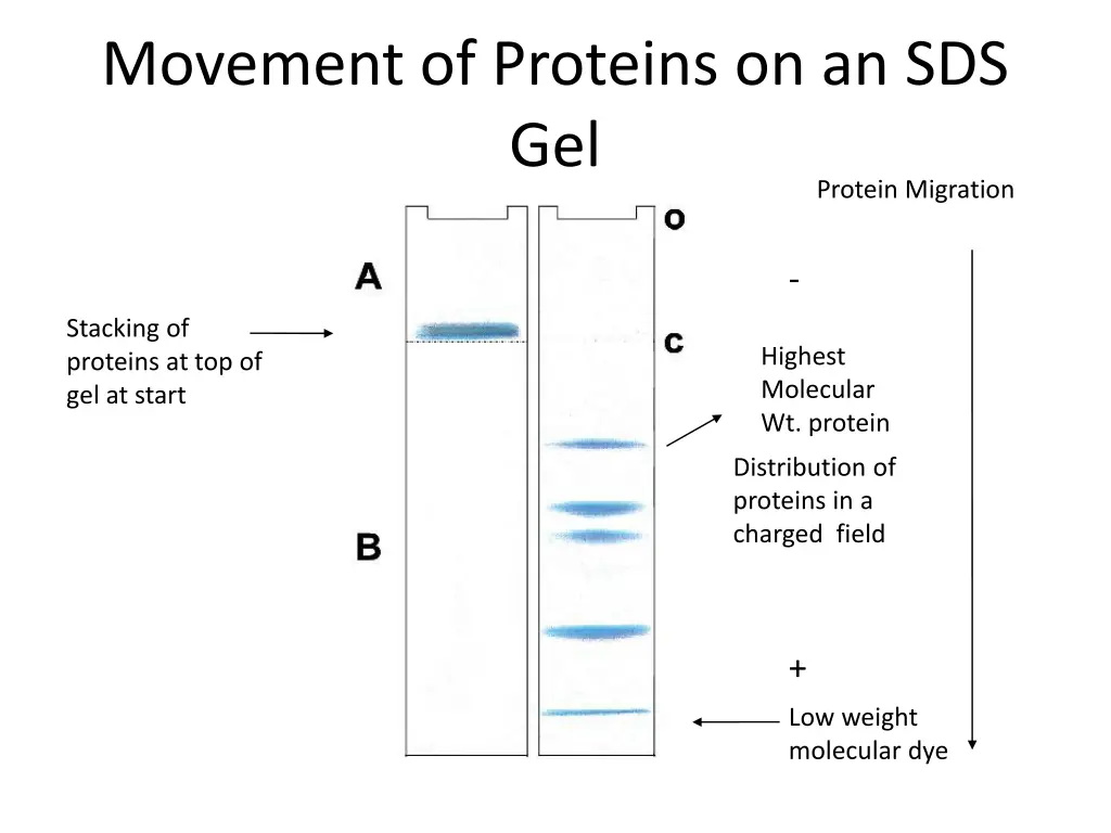 movement of proteins on an sds gel