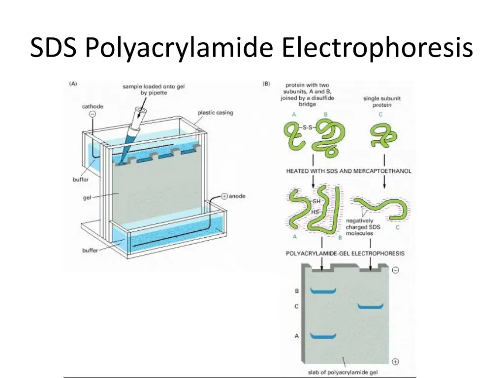 sds polyacrylamide electrophoresis