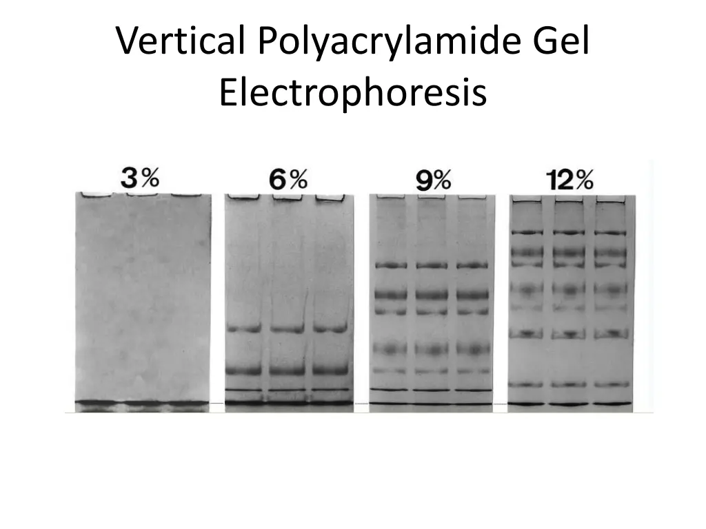 vertical polyacrylamide gel electrophoresis