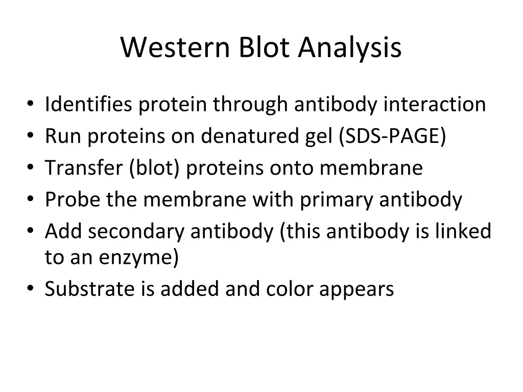 western blot analysis