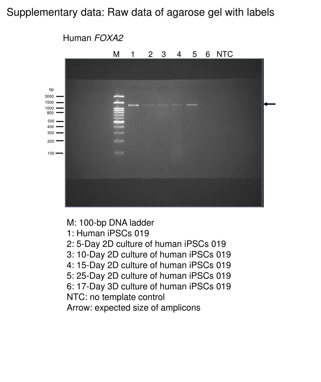 supplementary data raw data of agarose gel with 1