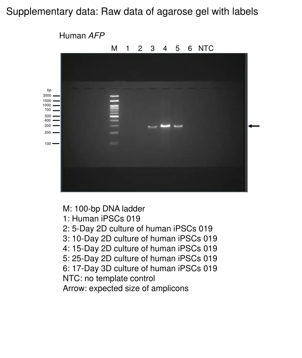 supplementary data raw data of agarose gel with 2