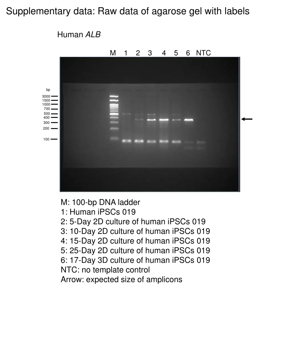 supplementary data raw data of agarose gel with 3