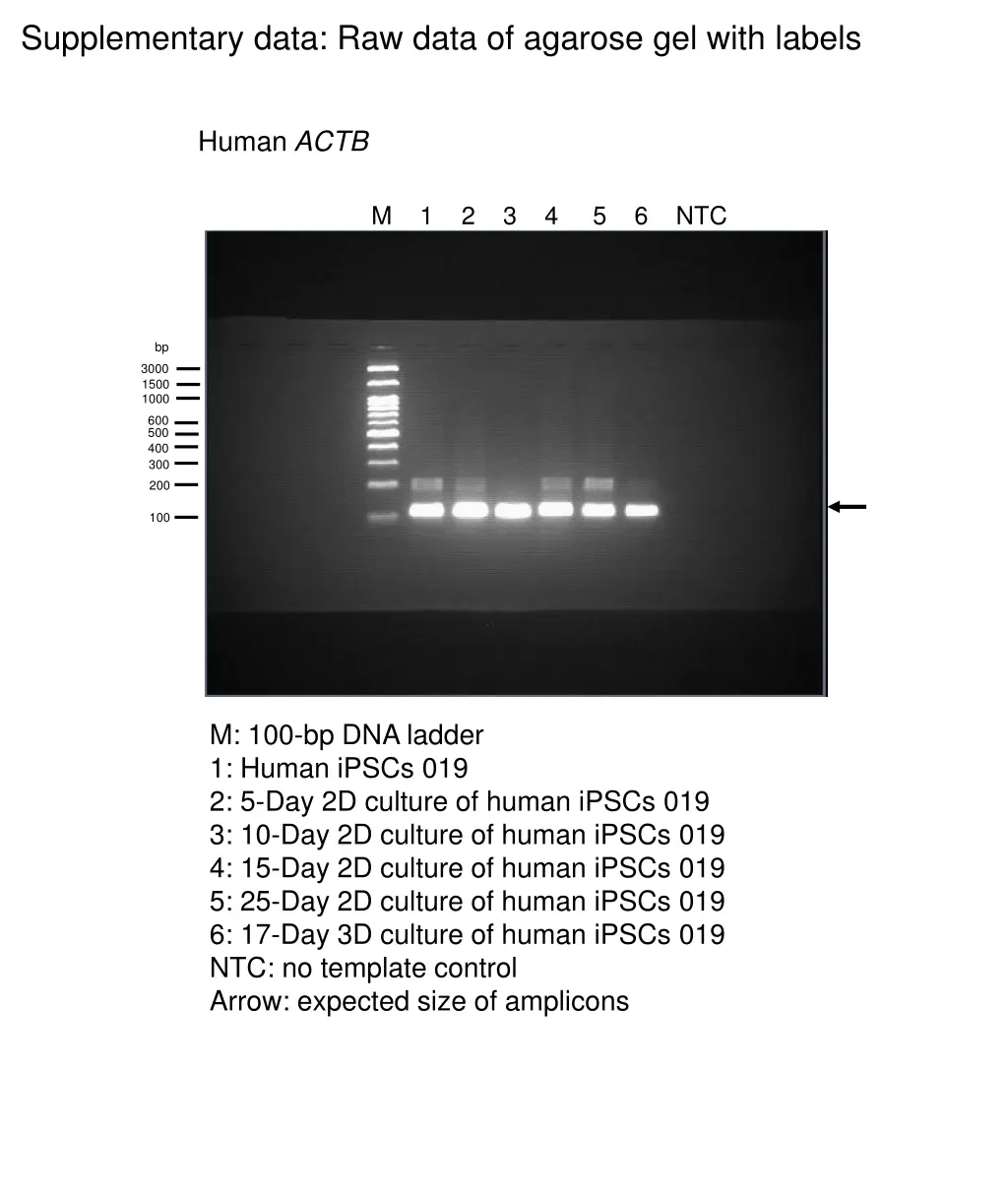 supplementary data raw data of agarose gel with 4