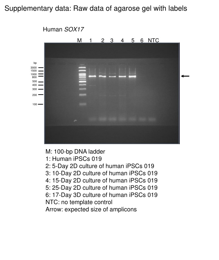 supplementary data raw data of agarose gel with