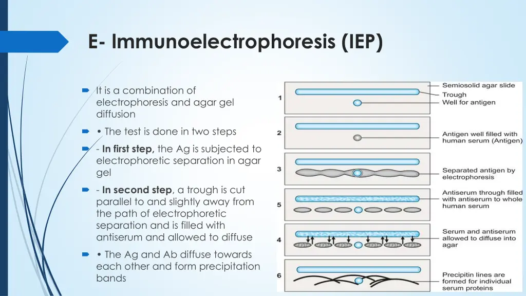 e lmmunoelectrophoresis iep