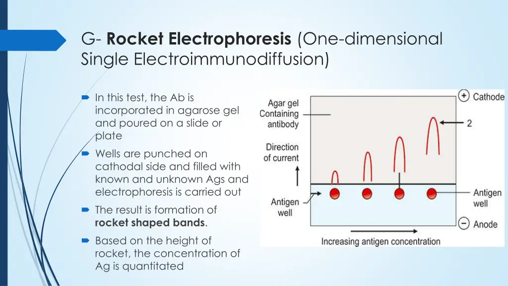 g rocket electrophoresis one dimensional single