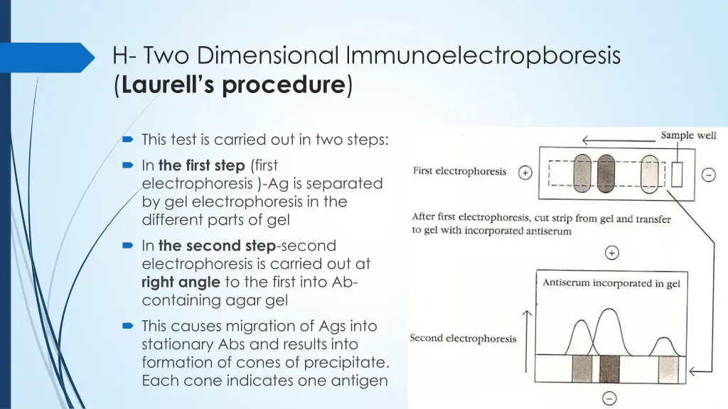 h two dimensional lmmunoelectropboresis laurell