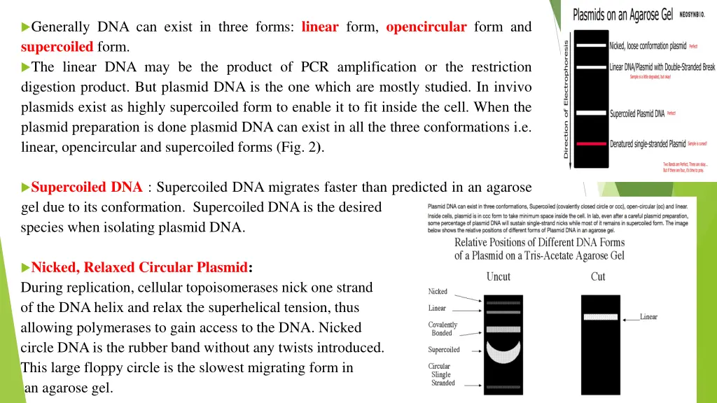 generally dna can exist in three forms linear