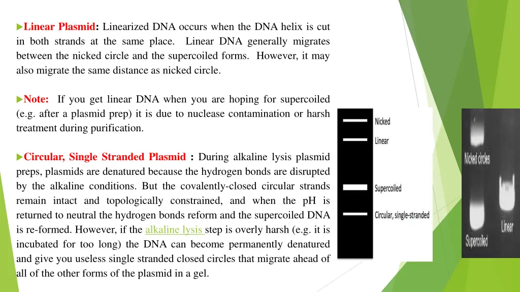 linear plasmid linearized dna occurs when