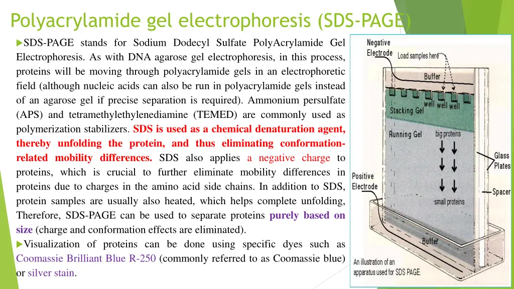 polyacrylamide gel electrophoresis sds page