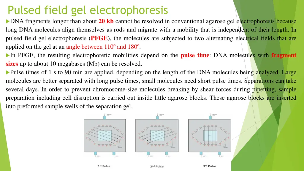 pulsed field gel electrophoresis dna fragments