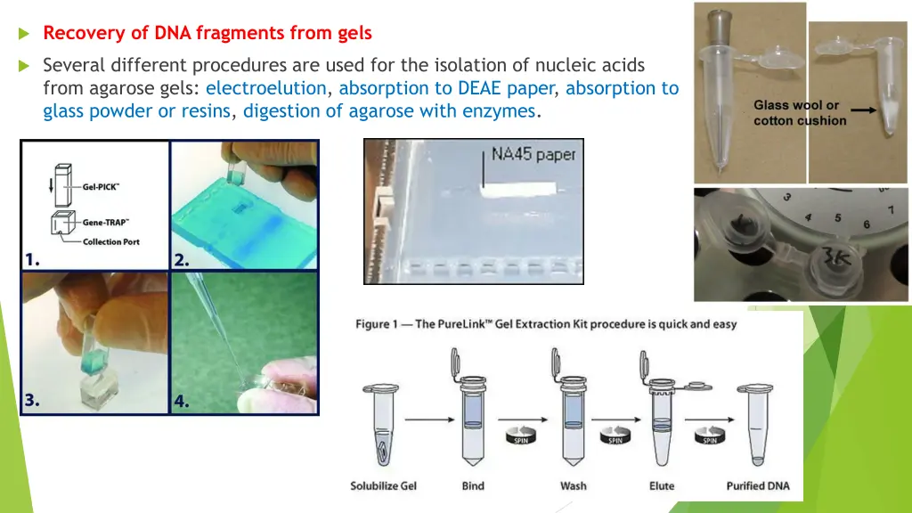 recovery of dna fragments from gels