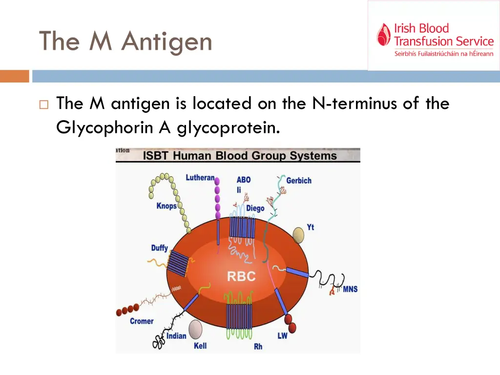 the m antigen